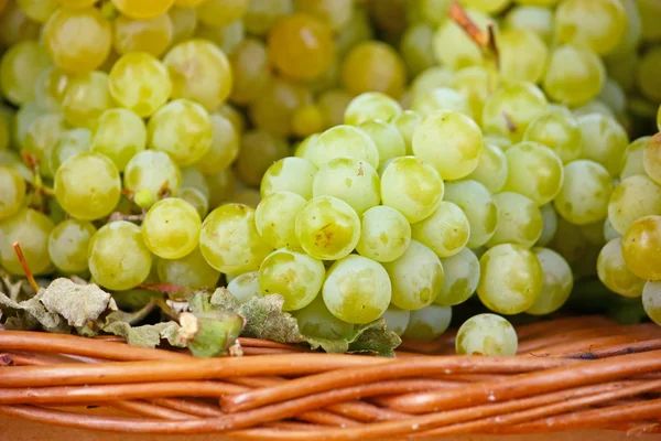 Стиглого винограду — стокове фото