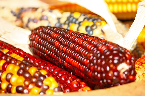 Индийская кукуруза — стоковое фото