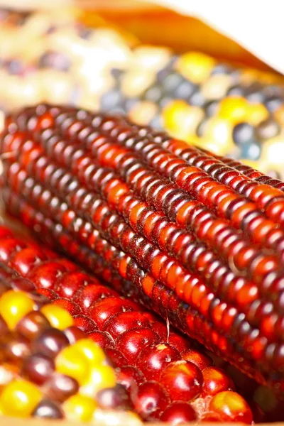 Индийская кукуруза — стоковое фото