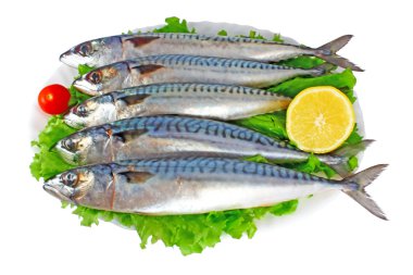 Mackerels