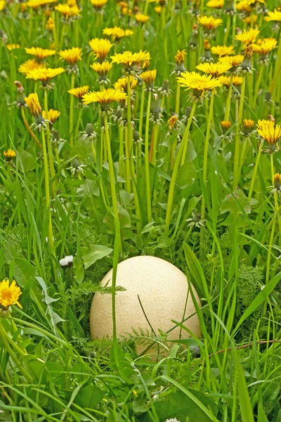 Egg in grass — Stock Photo, Image