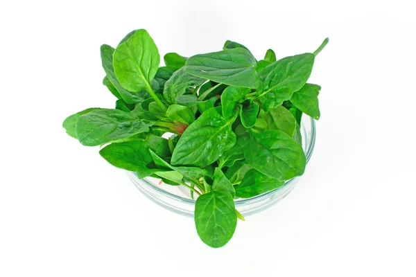 Spinach in glass bowl — Stock Photo, Image
