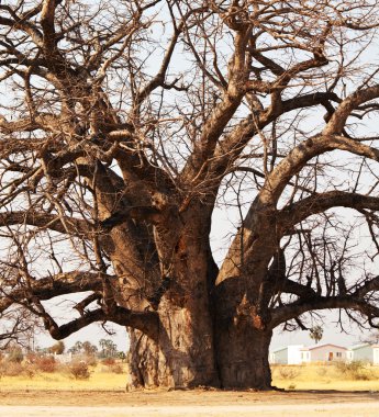 Baobab