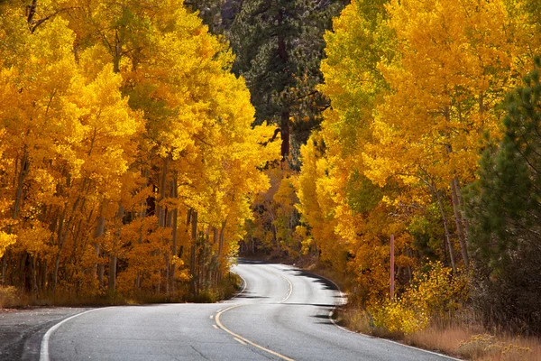 秋の道 — ストック写真