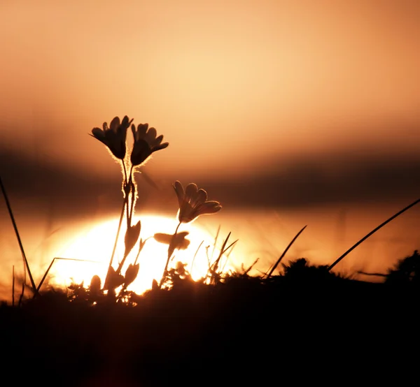 Flower on sunset — Stock Photo, Image