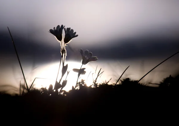Bloemen op zonsondergang — Stockfoto