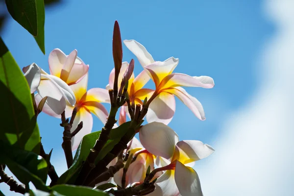 하와이의 꽃들 — 스톡 사진