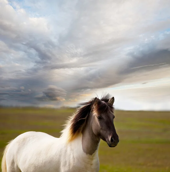 Kůň na hřišti — Stock fotografie