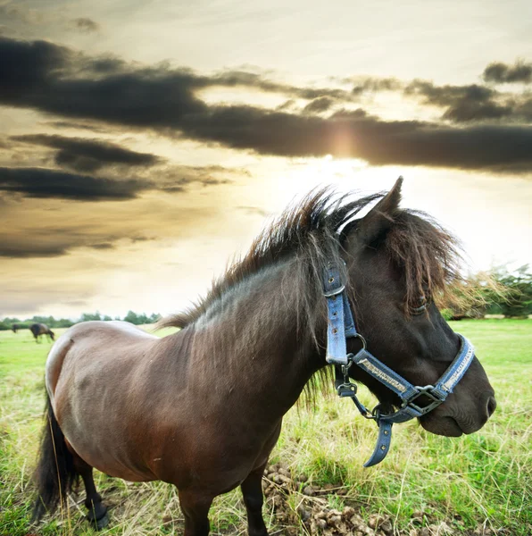 Paard op het veld — Stockfoto