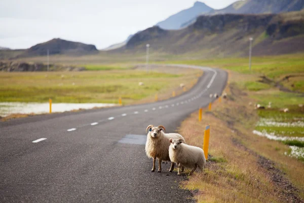 Islanda paesaggi — Foto Stock