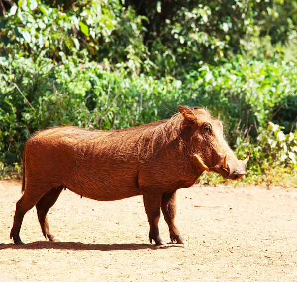 Warzenschwein — Stockfoto