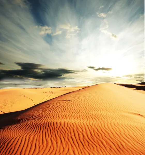 Woestijn — Stockfoto