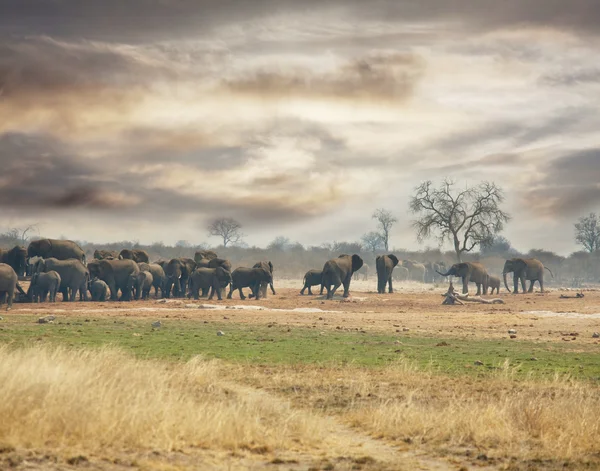 Elefántok — Stock Fotó