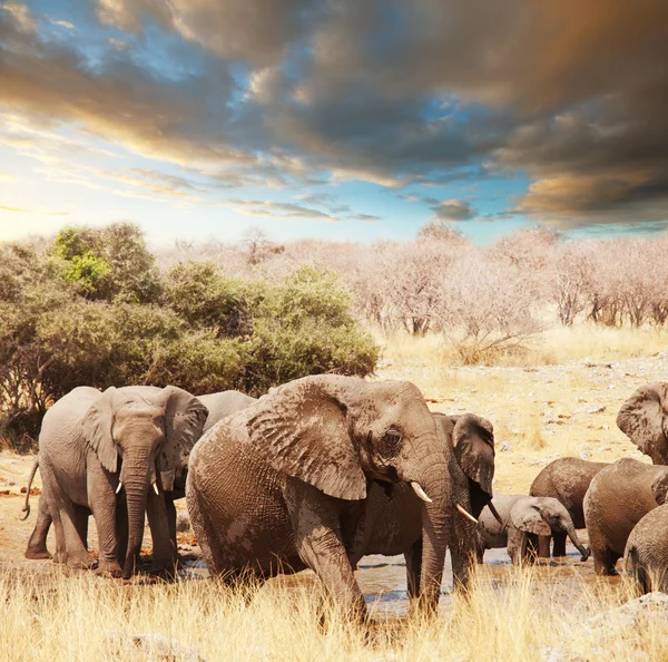 Elefanți — Fotografie, imagine de stoc