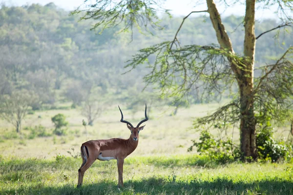 Antilop — Stok fotoğraf