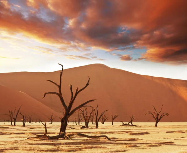 Namib — Stock Photo, Image