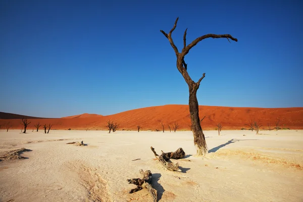 Namib — стокове фото