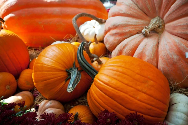 stock image Pumpkin