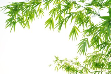 Bamboo leaves High resolution image of wet bamboo-leaves isolated on a white background with clipping path clipart