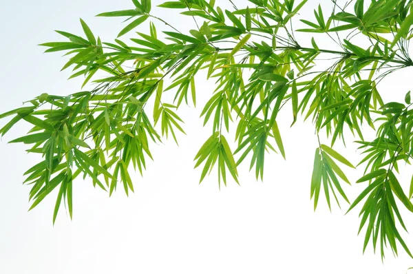 Wisiorek bambusa — Zdjęcie stockowe