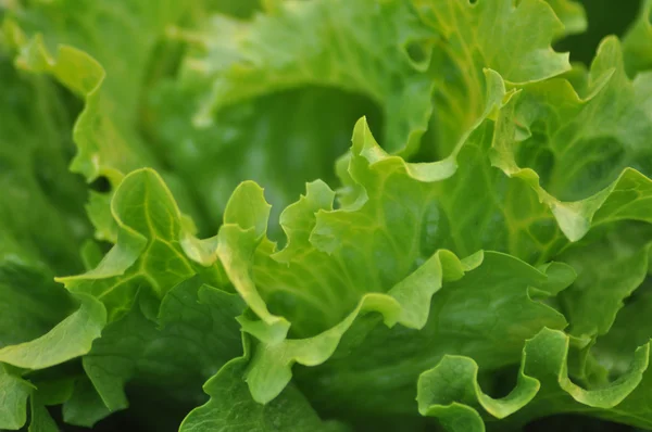 O verdure repolho espiral folhas fundo — Fotografia de Stock