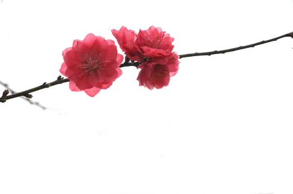 Υποκατάστημα με ροζ λουλούδι — Φωτογραφία Αρχείου
