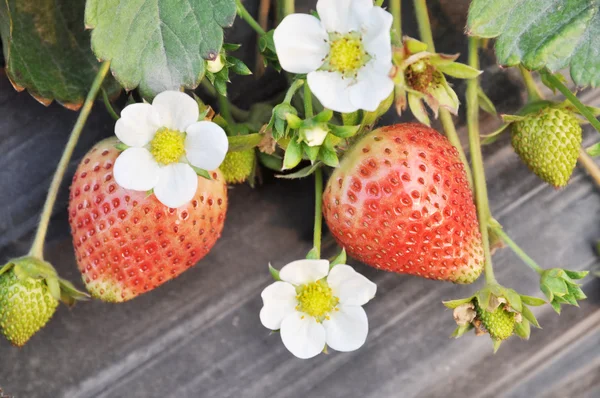 Die frischen reifen roten saftigen Erdbeeren — Stockfoto