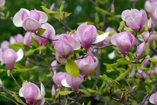 Blossoming magnolia — Zdjęcie stockowe