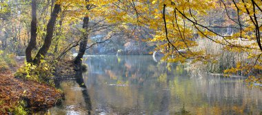 Mountain river in beechen autumn wood clipart