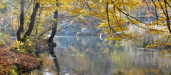 Rio de montanha em madeira de outono beechen — Fotografia de Stock