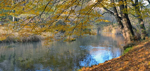 stock image River in beechen autumn wood