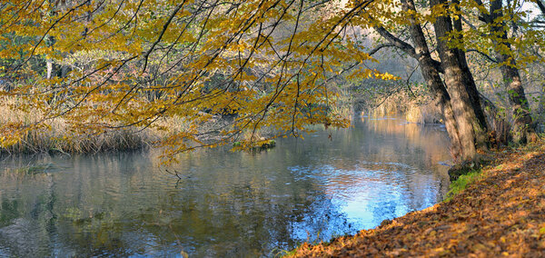 River in beechen autumn wood