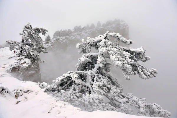 Сосны в снегу — стоковое фото