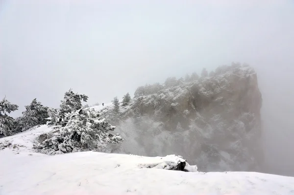 在雪地里的松树 — 图库照片