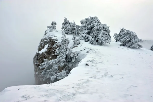 Πεύκα στο χιόνι — Φωτογραφία Αρχείου