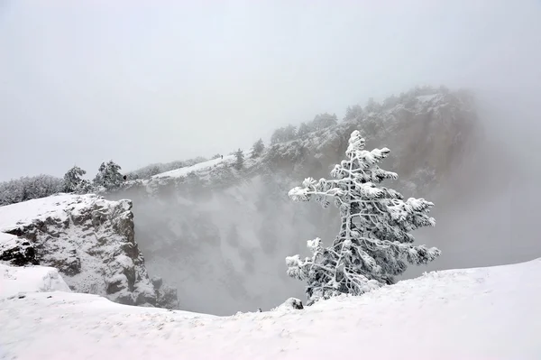 Pinhos na neve — Fotografia de Stock