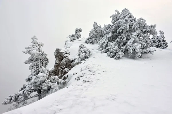 Pinhos na neve — Fotografia de Stock