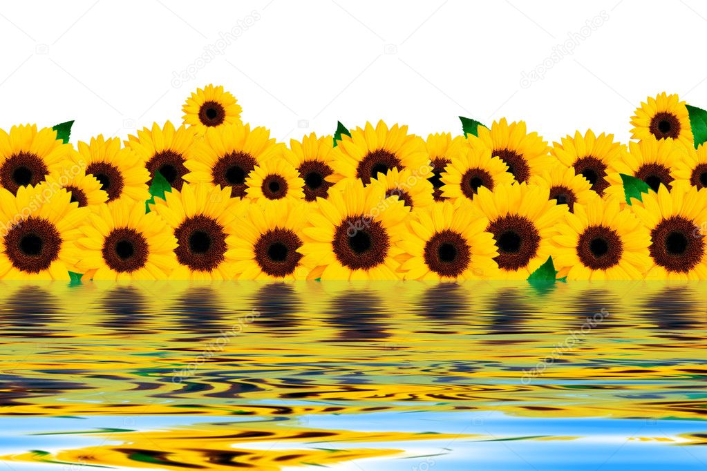 Water and sunflower