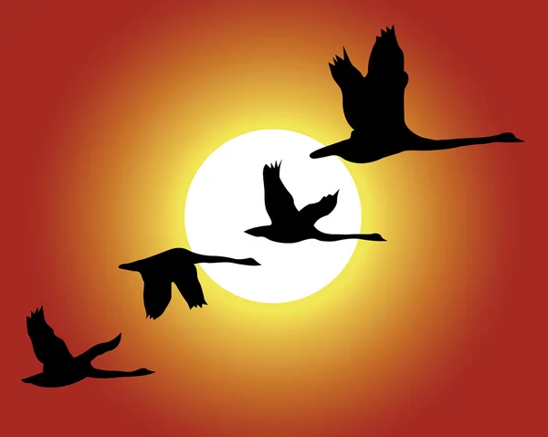 Vogel en zonsondergang — Stockvector