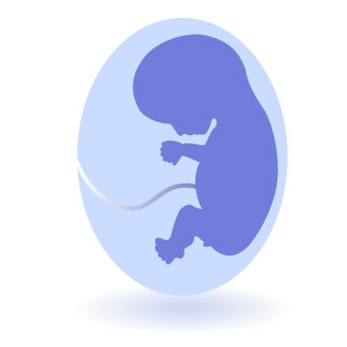 X-ray and fetus clipart