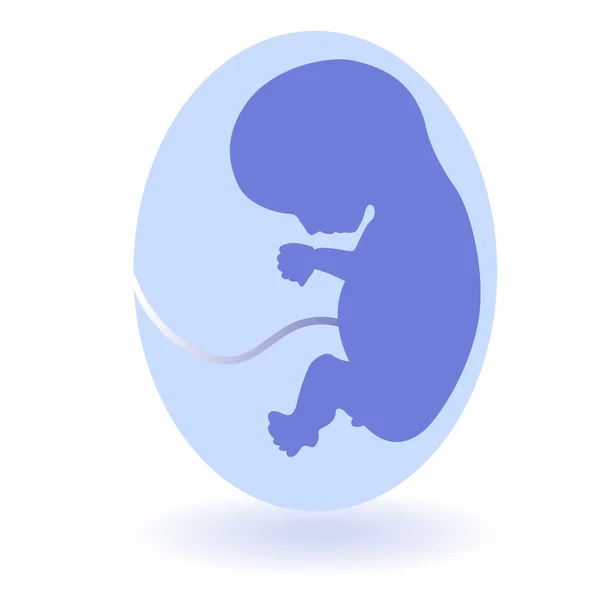 X-ray and fetus — Stock Vector