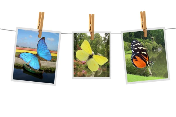 蝶の写真 — ストック写真