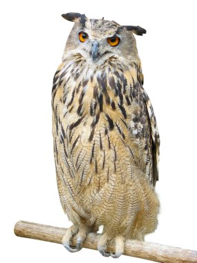 Young owl perching on branch over white clipart