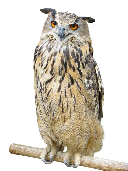 Young owl perching on branch over white — Stock Photo, Image