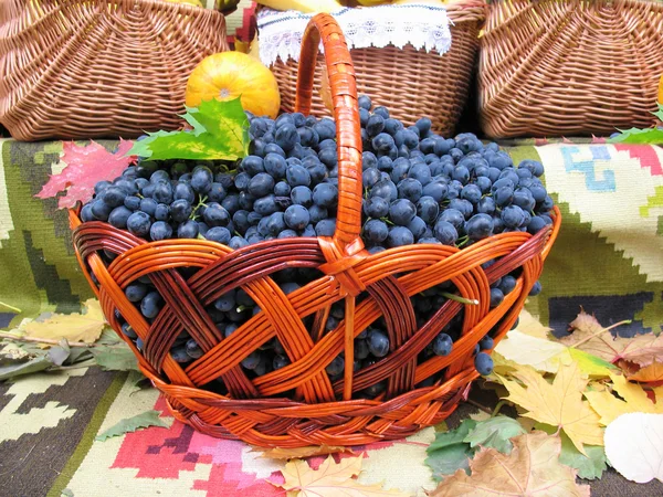 Trauben im Korb. Weinrebe über Teppich und Blätter — Stockfoto