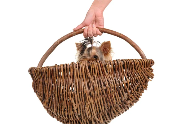 Yorkshire Terrier in the basket — Stock Photo, Image