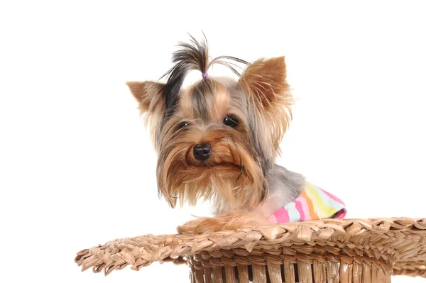 Yorkshire Terrier in the hat — Stock Photo, Image