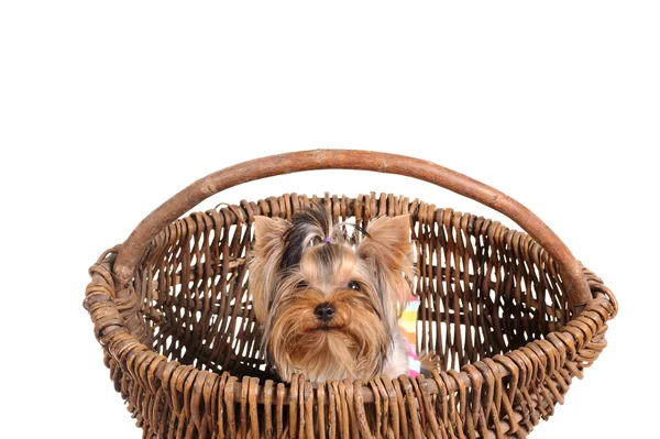 Yorkshire terrier w koszyku — Zdjęcie stockowe