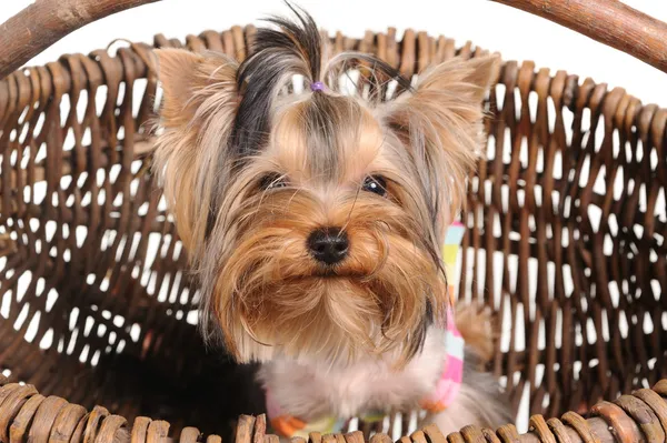 Yorkshire Terrier in the basket — Stock Photo, Image