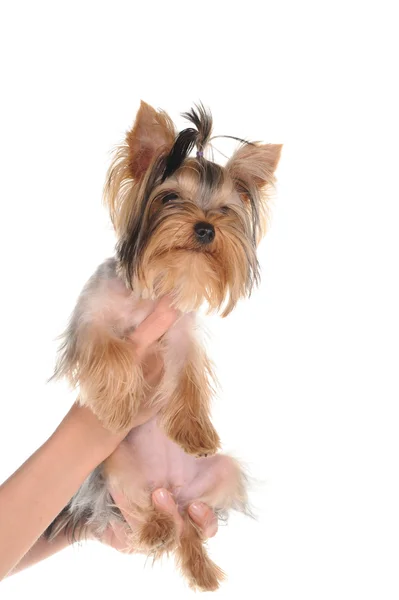 Yorkshire terrier Foto Stock Royalty Free